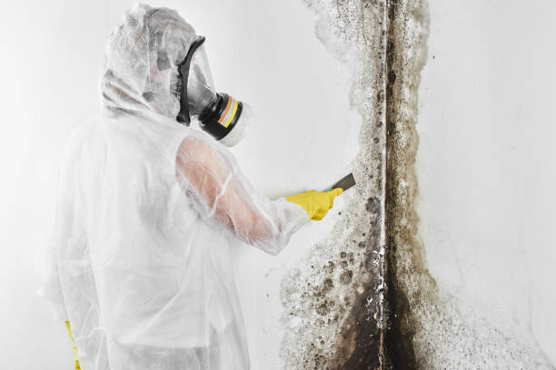 Best Best Mold Removal Companies  in New Castle Northwest, PA