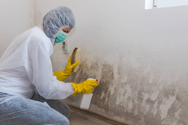 Best Black Mold Removal  in New Castle Northwest, PA