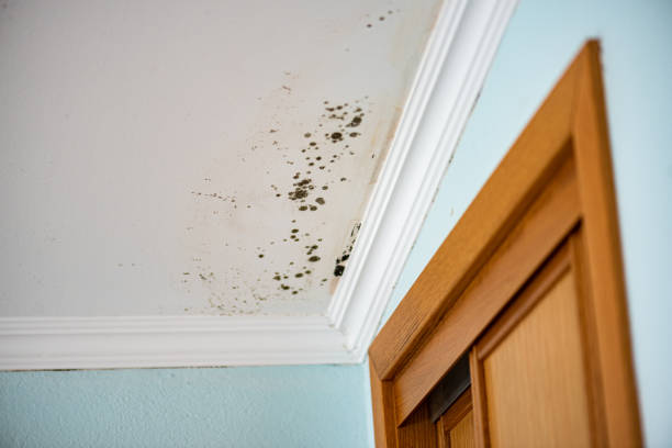 Best Water Damage Restoration  in New Castle Northwest, PA