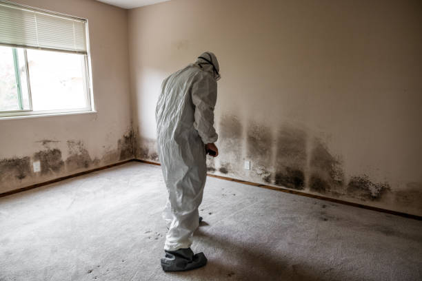 New Castle Northwest, PA Mold Removal Company