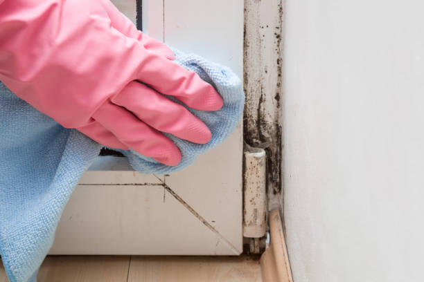 Best Local Mold Removal Service  in New Castle Northwest, PA